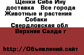 Щенки Сиба Ину доставка - Все города Животные и растения » Собаки   . Свердловская обл.,Верхняя Салда г.